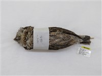 藏品(領角鴞)的圖片